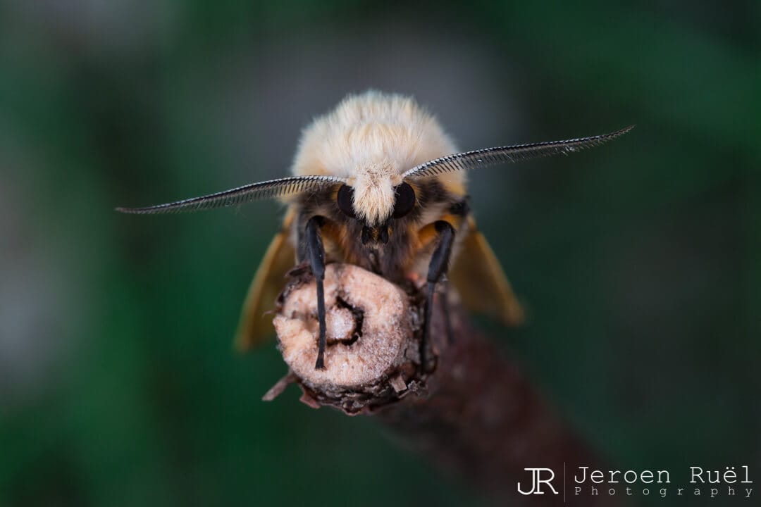 Buff ermine (Spilarctia luteum)