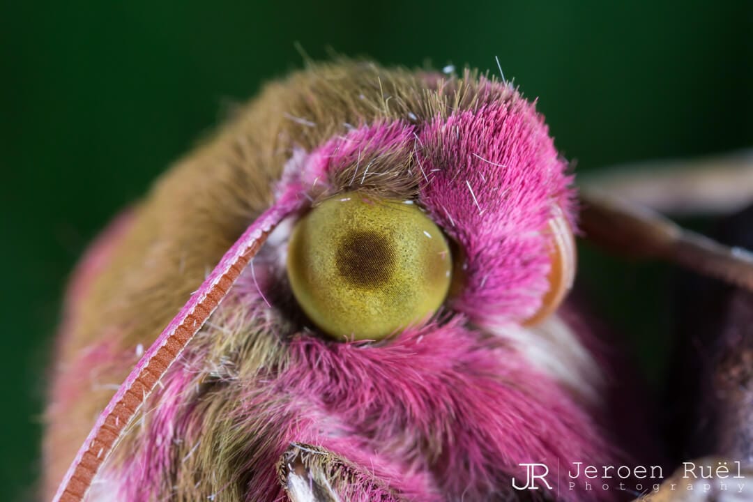 Elephant Hawk-moth (Deilephila elpenor)