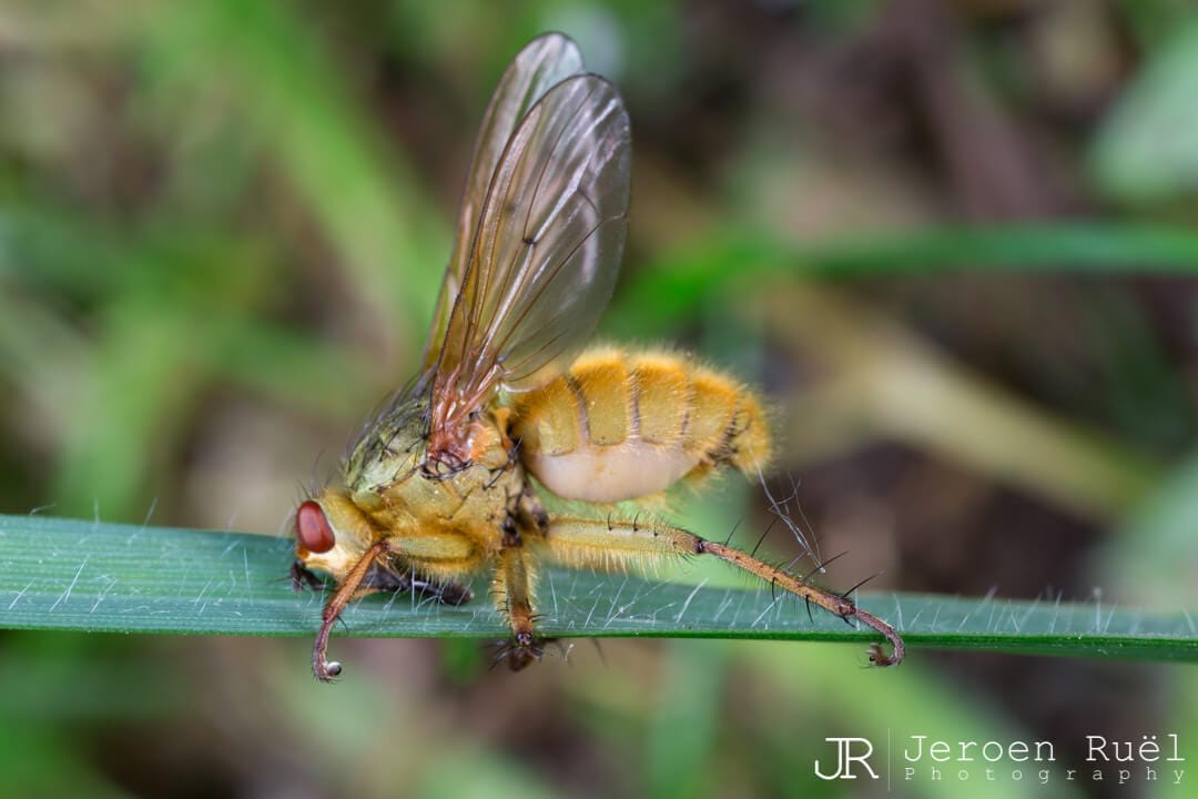 Yellow dung fly (Scathophaga stercoraria)