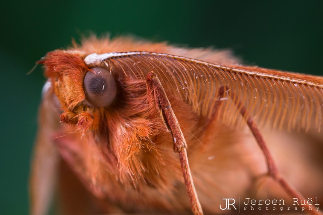 Feathered thorn (Colotois pennaria)